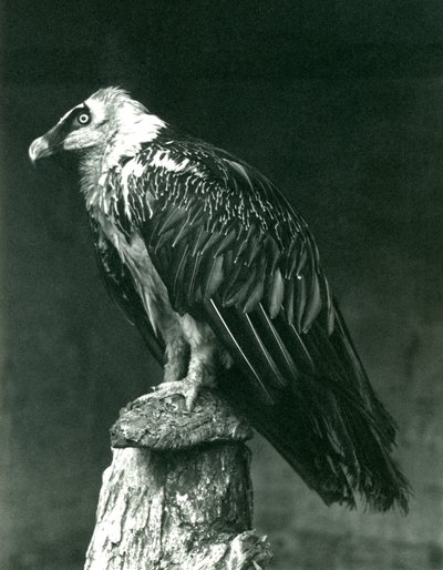 Un Gipeto, o Avvoltoio Barbuto, allo Zoo di Londra, giugno 1914 da Frederick William Bond